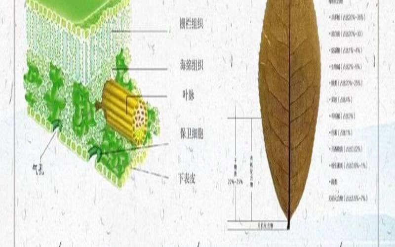 一片茶叶有多重,茶叶内含物质主要八大类 一片茶叶有多重,茶叶内含物质主要八大类