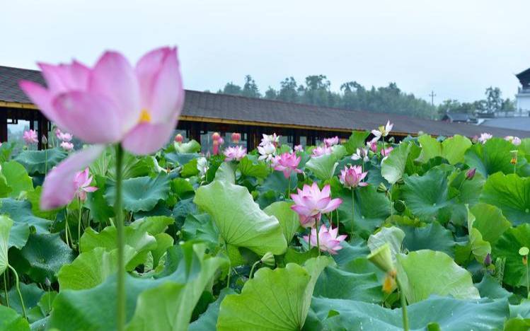 建德的市花是什么花