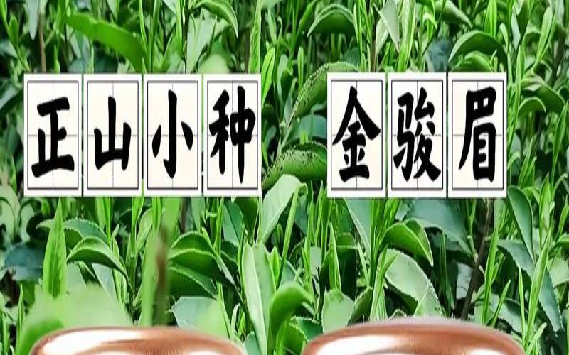 金骏眉是什么品种的茶叶,金骏眉茶汤颜色对照表 金骏眉是什么品种的茶叶,金骏眉茶汤颜色对照表