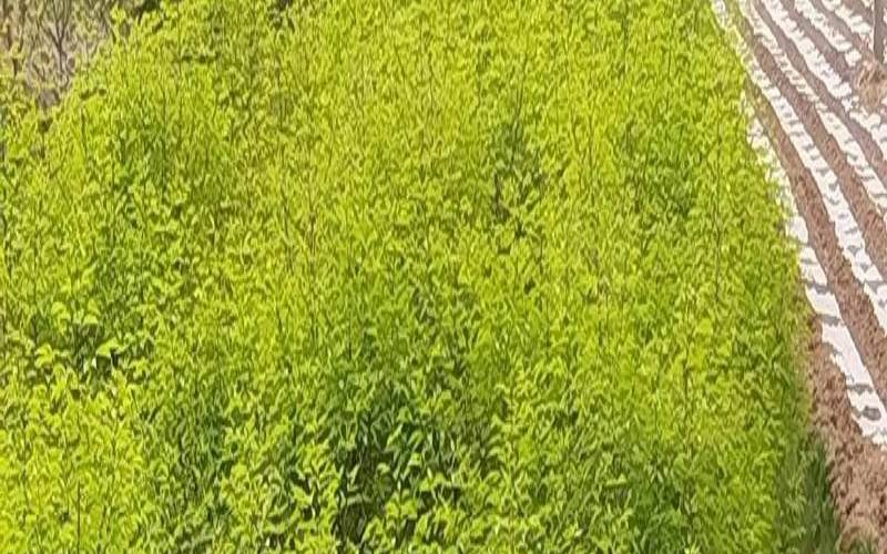 五叶神茶叶有什么功效,五叶茶是什么植物