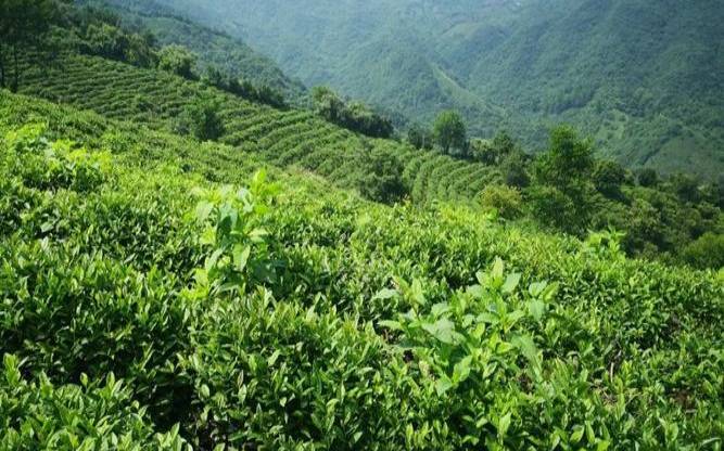 信阳毛尖种植基地，信阳毛尖种植基地有哪些