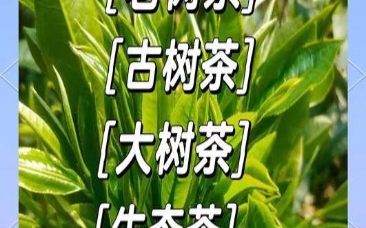 大树茶老树茶古树茶,古树茶好还是大树茶好