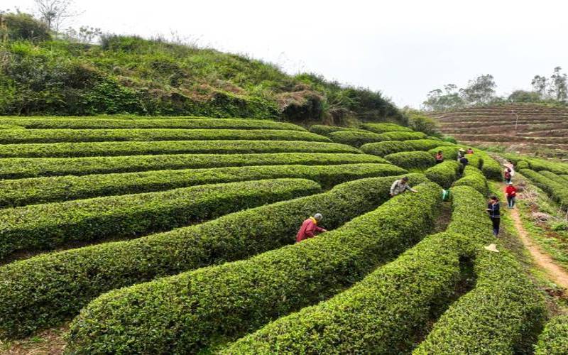 广西普洱茶叶批发市场,广西有什么茶叶