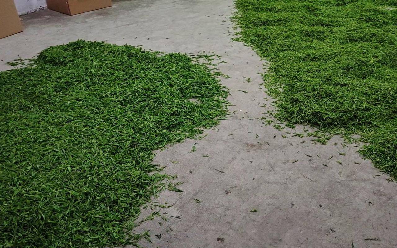 高山茶跟低山茶的区别,高山茶属于什么茶类 高山茶跟低山茶的区别,高山茶属于什么茶类