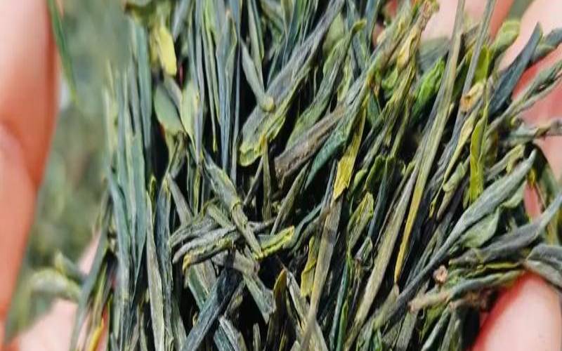 崂山绿茶能减肥吗,崂山绿茶功效