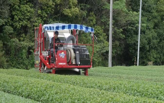 日本的茶叶市场,日本茶叶图片大全