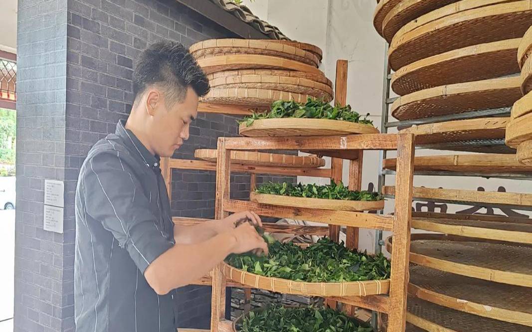 六堡茶的工艺流程，六堡茶新工艺