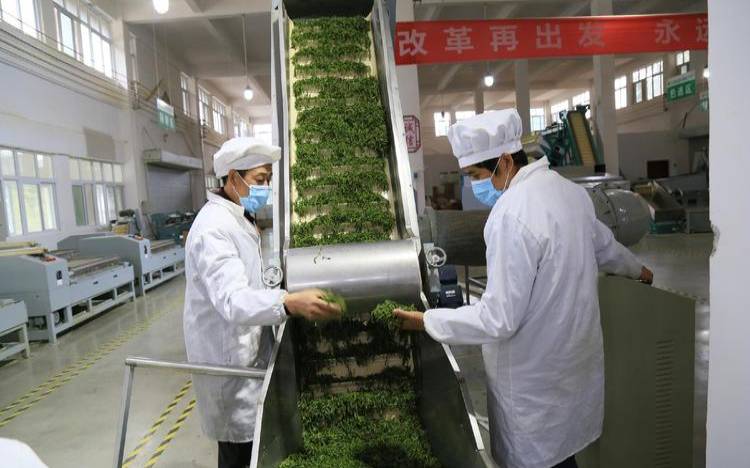 中国的有机茶在生产过程中,示范园不是发展茶叶产业的 中国的有机茶在生产过程中,示范园不是发展茶叶产业的