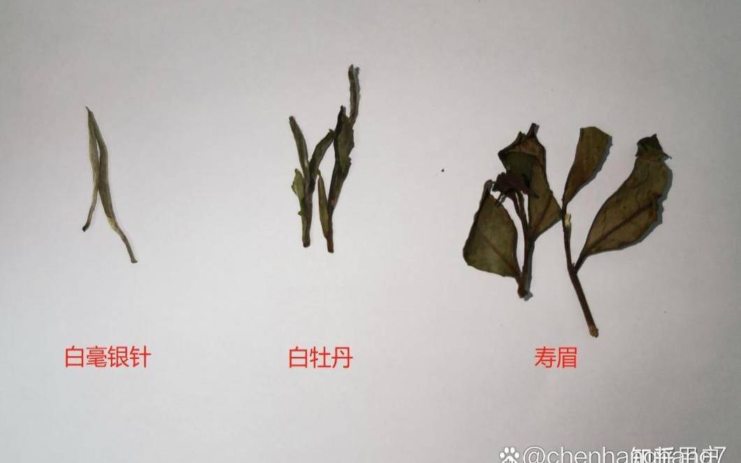 生普和白茶怎么区分,普洱生茶茶水比 生普和白茶怎么区分,普洱生茶茶水比