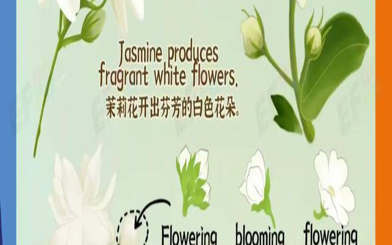 茉莉的意思,茉莉的意思解释词语 茉莉的意思,茉莉的意思解释词语