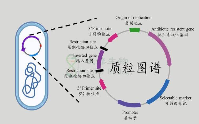 质粒本身有标记基因吗