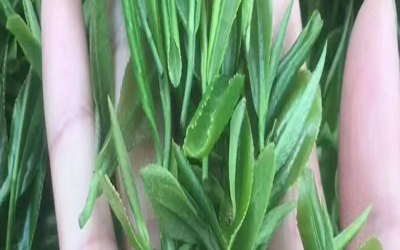 盛世御品茶叶,盛世御品茶叶一芽一叶 盛世御品茶叶,盛世御品茶叶一芽一叶