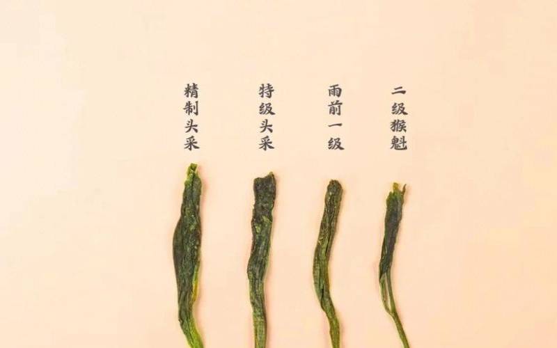 茶里面有什么物质可以提神,十大提神茶叶排名 茶里面有什么物质可以提神,十大提神茶叶排名
