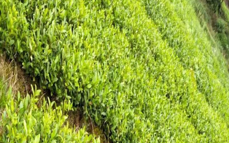 茶叶播种和收割时间,茶叶苗什么时候栽最合适