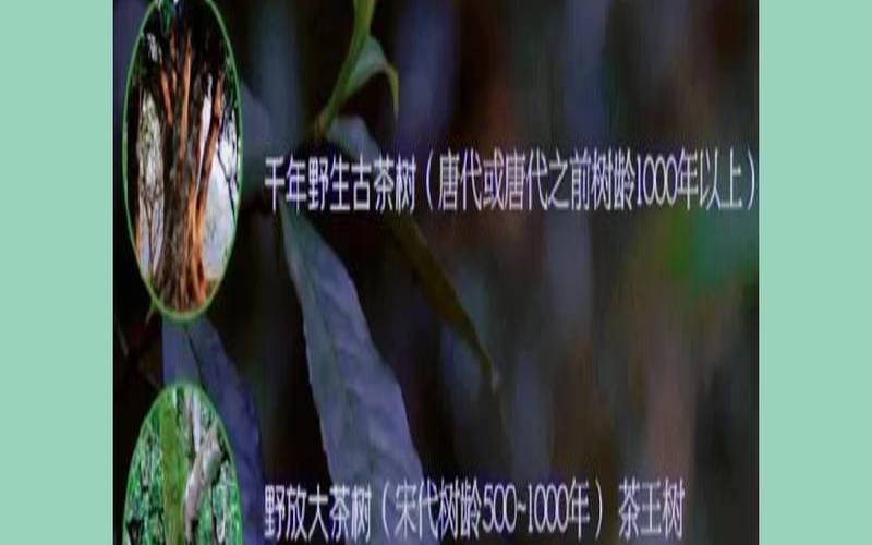普洱茶按树龄来分分成几种,普洱茶的树龄对照表