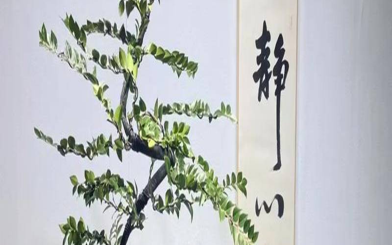 茶叶店摆放什么风水好,茶叶店放什么绿植招财 茶叶店摆放什么风水好,茶叶店放什么绿植招财