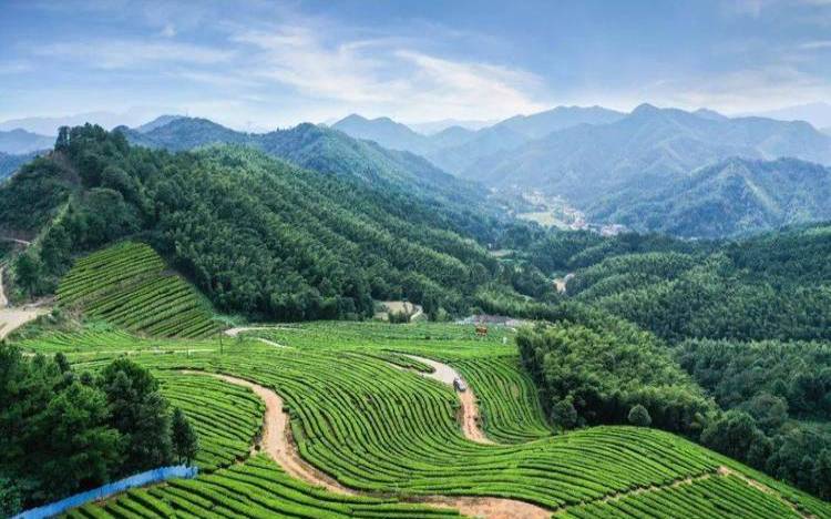 安化县茶叶种植面积,2000亩茶园能产多少茶 安化县茶叶种植面积,2000亩茶园能产多少茶