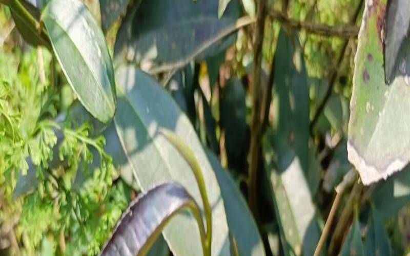 石崖茶的口感,石崖茶可以天天喝吗