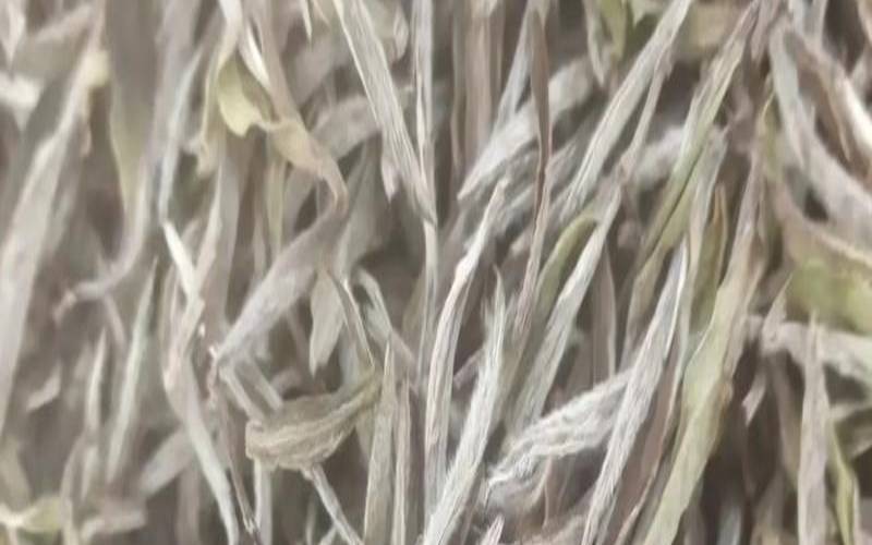 白毫银针福鼎白茶三年的多少钱，3年白毫银针多少钱一斤