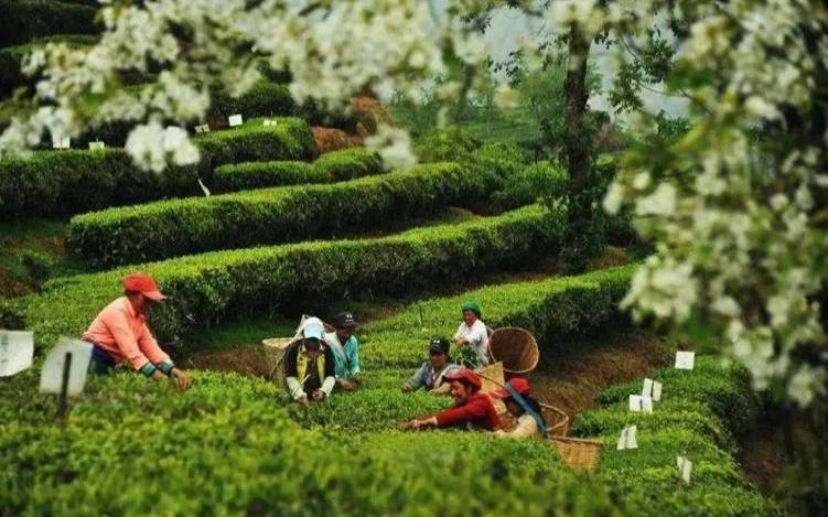云南知己茶叶,云南知己茶业集团有限公司 云南知己茶叶,云南知己茶业集团有限公司