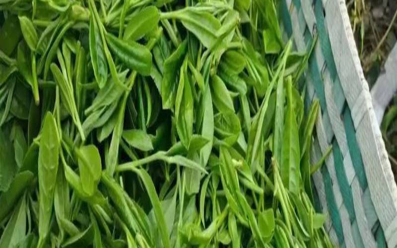 金寨野茶产自哪里的，金寨野茶属于红茶还是绿茶