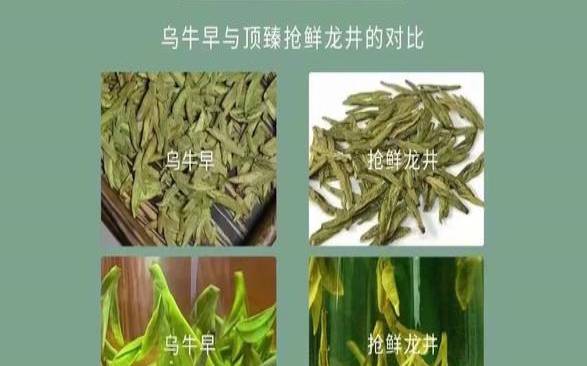 庐山云雾茶是什么茶类,乌牛早是龙井的一种吗