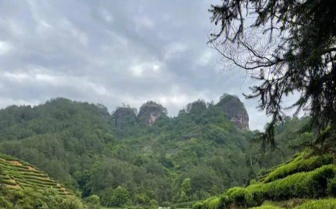 滑竹梁子属于六大茶山吗,六大古树茶山分别