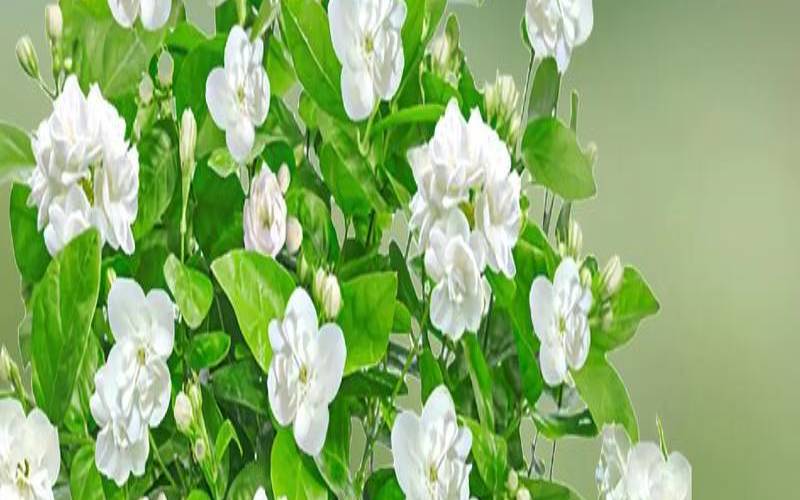 茉莉花价格多少钱一斤,茉莉几月开花