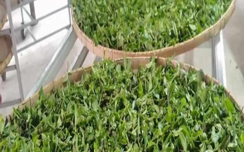 云南茶叶生产的优势条件 云南茶叶生产的优势条件