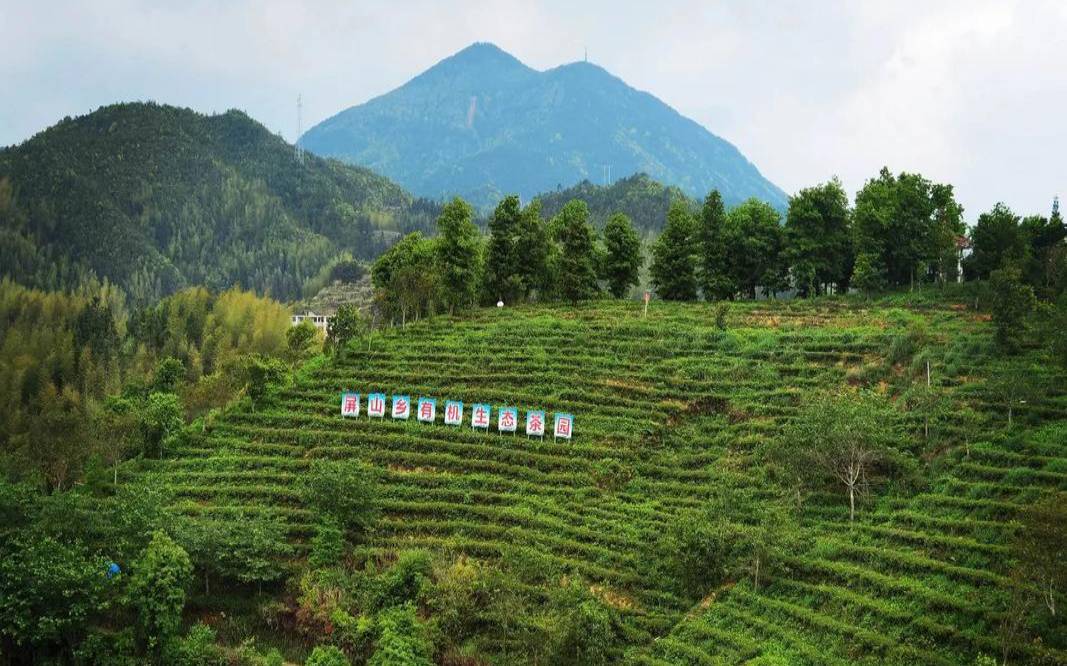 世界茶乡在哪？，世界茶园是哪