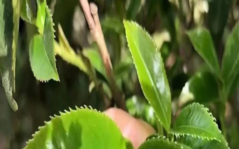 锯朵仔是红茶吗,锯朵仔是红茶还是绿茶
