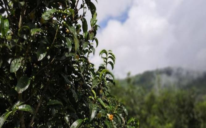 勐海勐宋保塘古树茶,勐宋古树茶出自哪个山头 勐海勐宋保塘古树茶,勐宋古树茶出自哪个山头