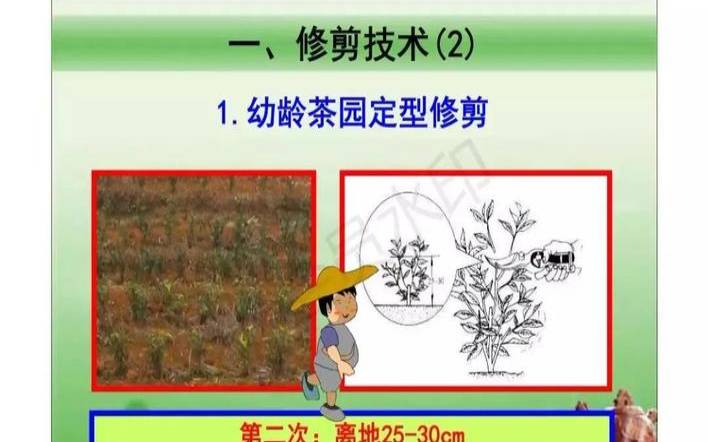 春季茶园管理要点,茶园管理技术