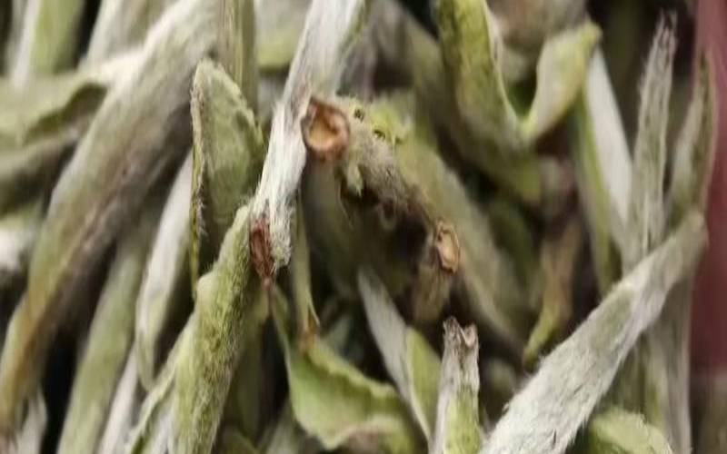 千岛银珍是什么茶,白毫银针需要密封保存吗