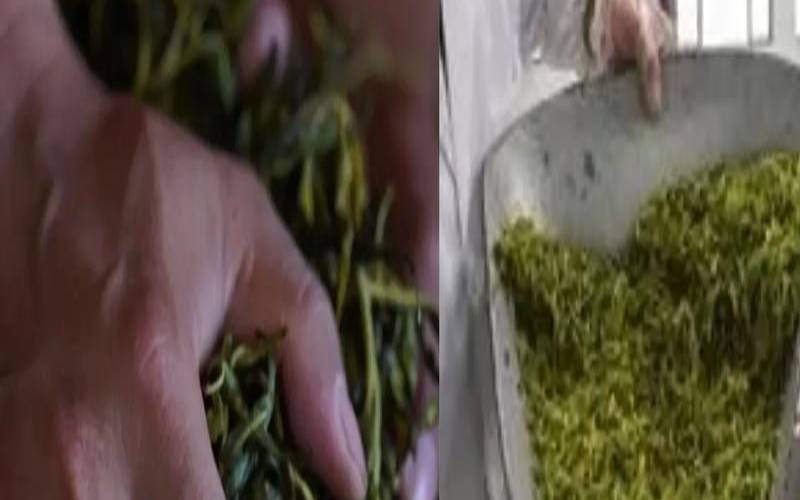 手工茶好还是机器茶好,机制茶和手工茶 手工茶好还是机器茶好,机制茶和手工茶