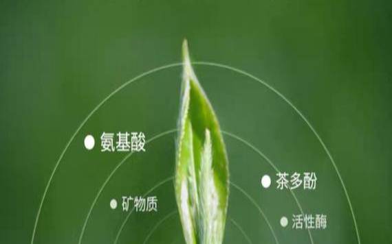 普洱茶属于什么种类的茶,云南小叶种茶属于普洱茶吗