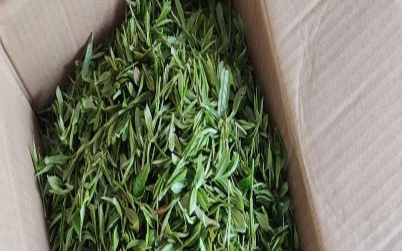 茶叶花放在卧室好吗,茶叶放房间对身体好不好