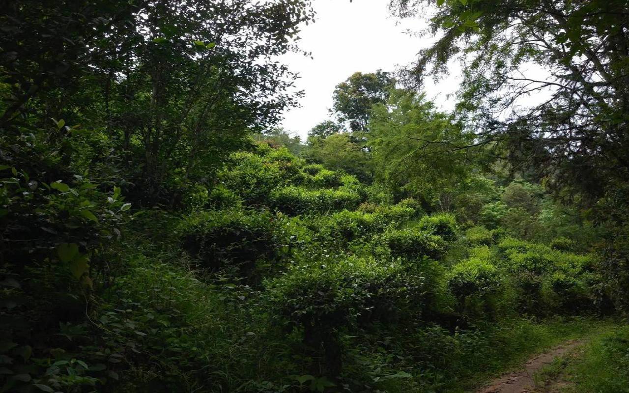 铁观音有台地茶吗,什么是台地茶 铁观音有台地茶吗,什么是台地茶