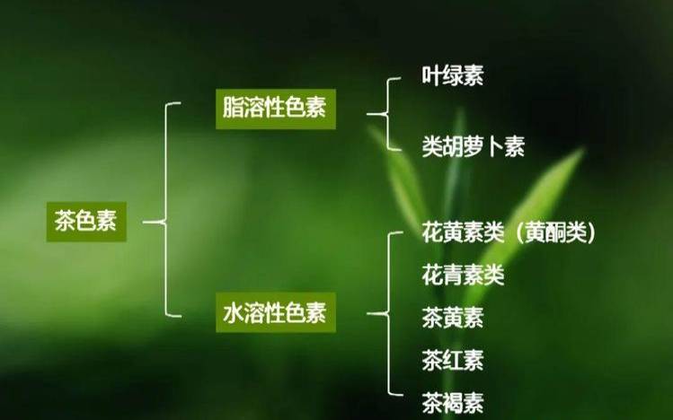 茶褐素的主要作用是什么