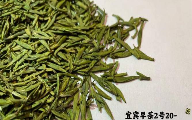 天尊贡芽茶多少钱,天府龙芽绿茶价格表