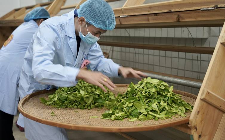 最原始的茶叶加工方法是