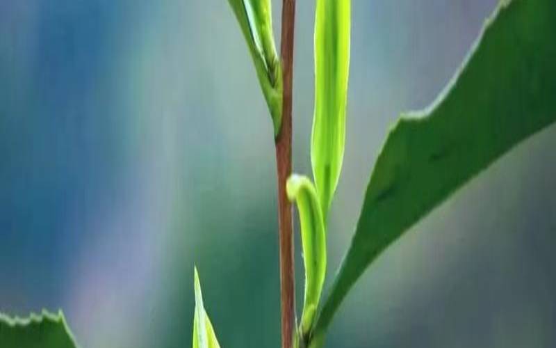 2021年雨花茶什么时候上市