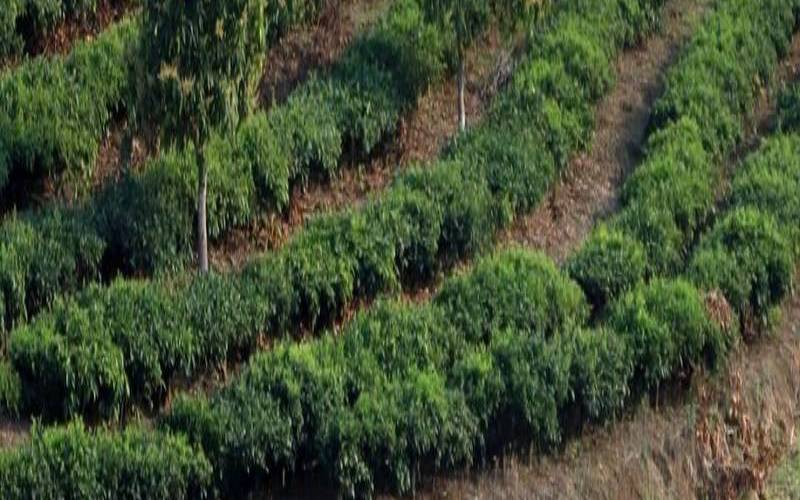 普洱茶树生长年限,普洱茶树龄越大越好吗