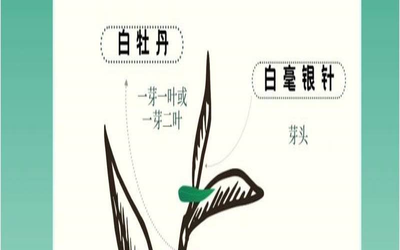 什么茶叫白茶而不是白茶,白茶是什么茶有哪些品种