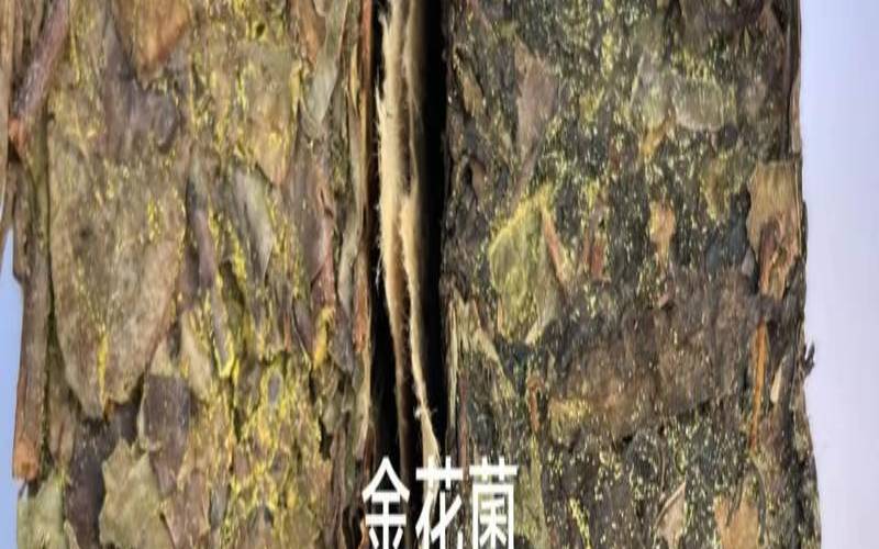 茶叶中的金花(茶叶中的金花菌的形成)，茶叶中的金花菌的作用