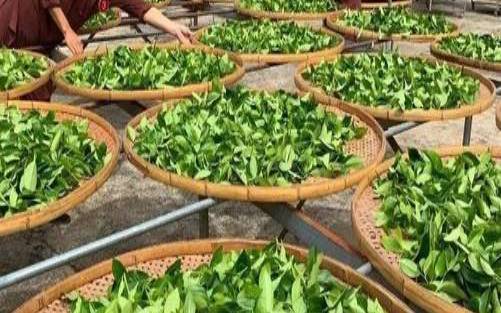 自己采的茶叶怎么加工,好茶叶泡出来什么样子