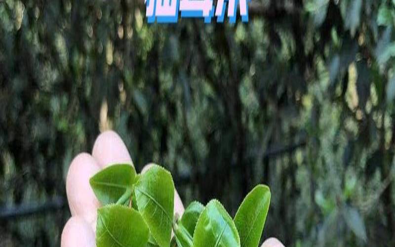 猫耳朵普洱茶的特点,猫耳朵普洱生茶的口感特点 猫耳朵普洱茶的特点,猫耳朵普洱生茶的口感特点