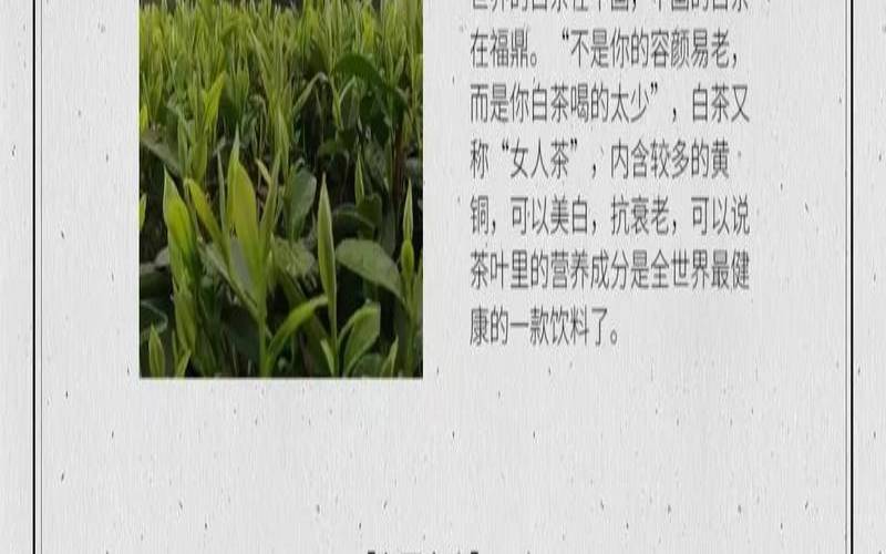 白茶的种类和功效大全,福鼎老白茶的功效与作用