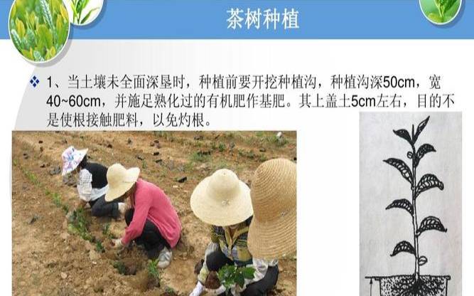 茶树杂交育种设计方案,茶树种植技术要点