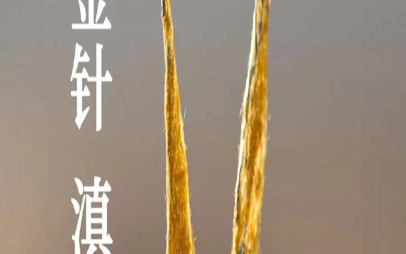 滇红大金针什么口感,滇红金针冲泡方法